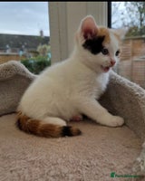 Mixed Breed cats - Advert 15