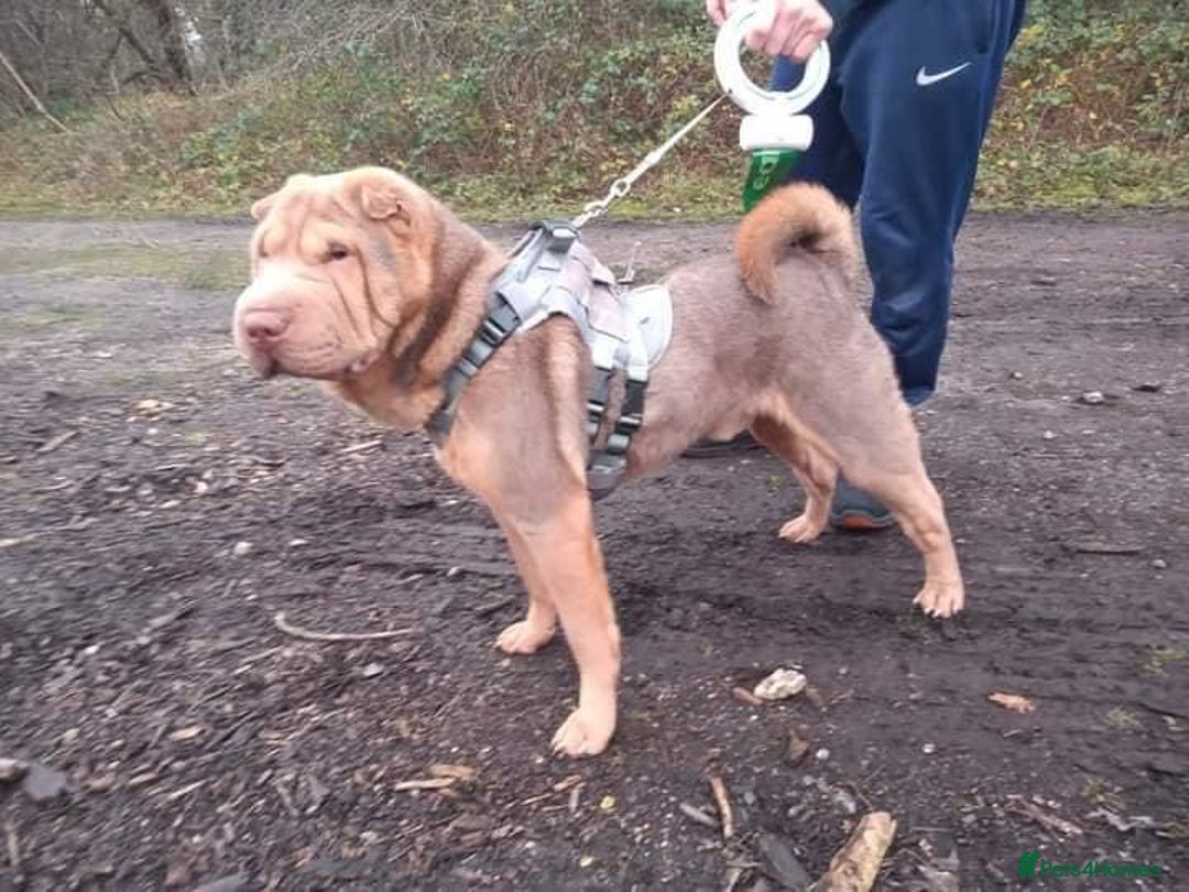 Shar Pei dogs for sale: ⭐️Quality Shar pei puppies for sale⭐️ - Image 33