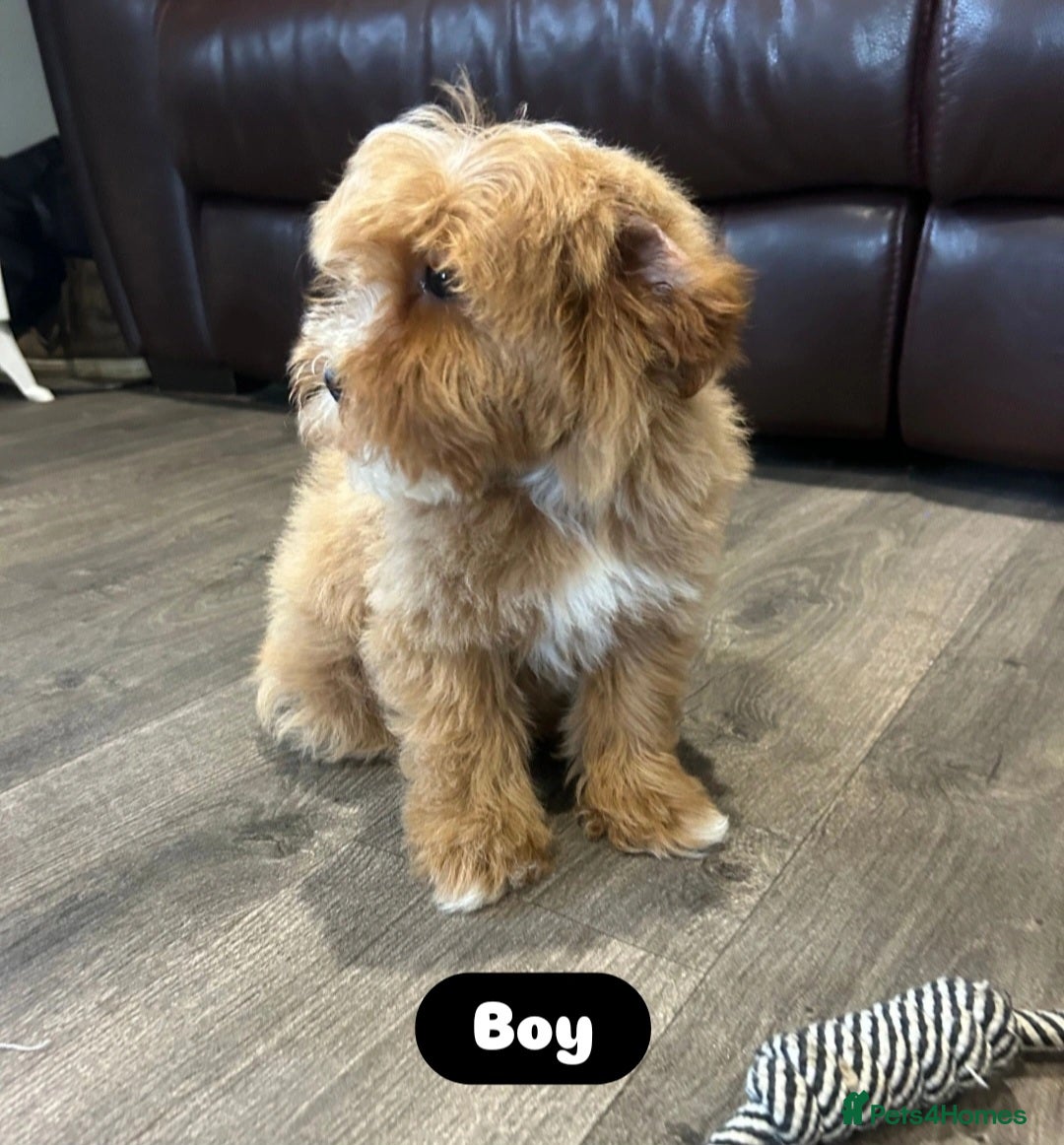 Cavapoo dogs for sale: Adorable Cavapoos ready for their new families 🐾 - Image 16