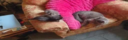 Mixed Breed cats for sale: Lovely little kittens - Advert 1