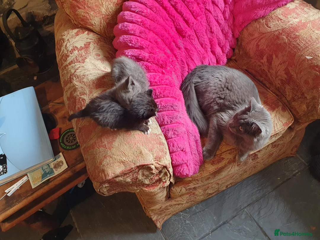 Mixed Breed cats for sale: Lovely little kittens - Advert 1