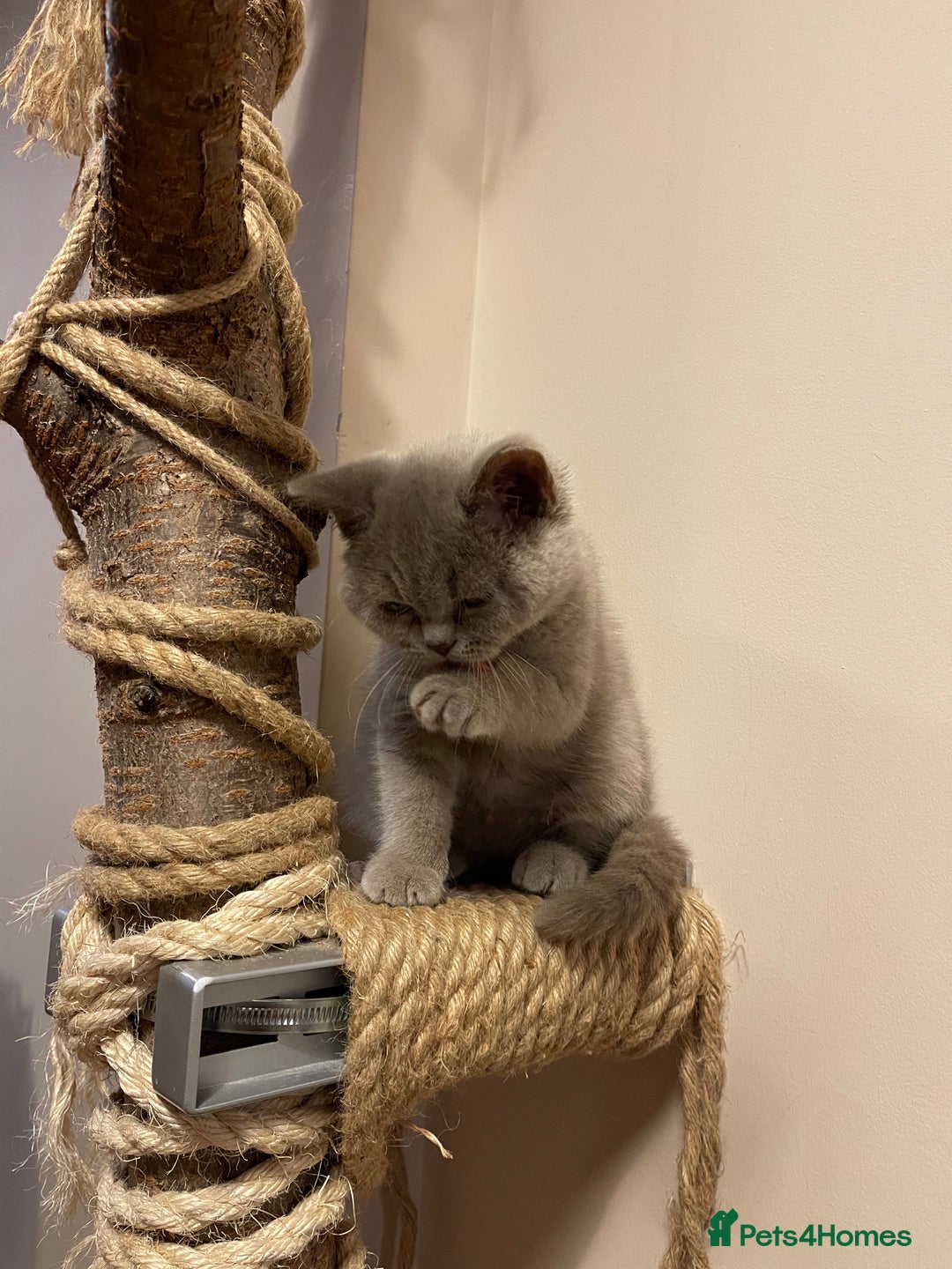 British Shorthair cats for sale: British Shorthair, Ready to be rehomed - Advert 6