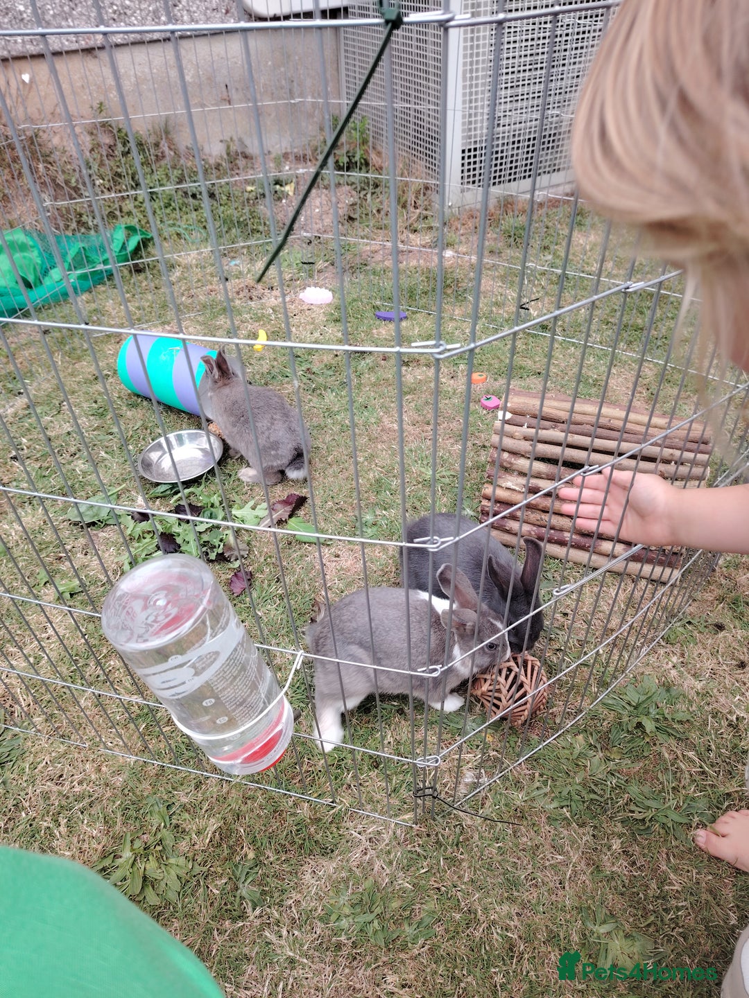 Netherland Dwarf rabbits for sale: Male rabbits 2 left  - Image 3