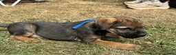 Border Terrier dogs for sale: Beautiful Border Terrier Pups - Advert 8