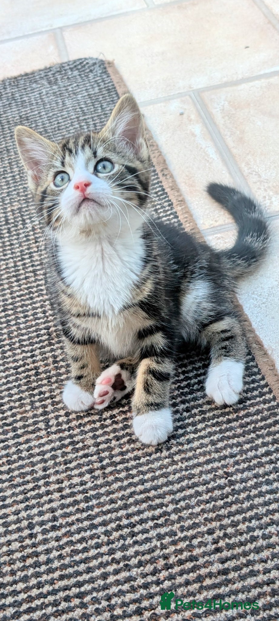 Mixed Breed cats Three kittens looking for new home - Advert 14