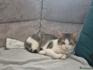 Mixed Breed cats Galaxy for adoption - Advert 3