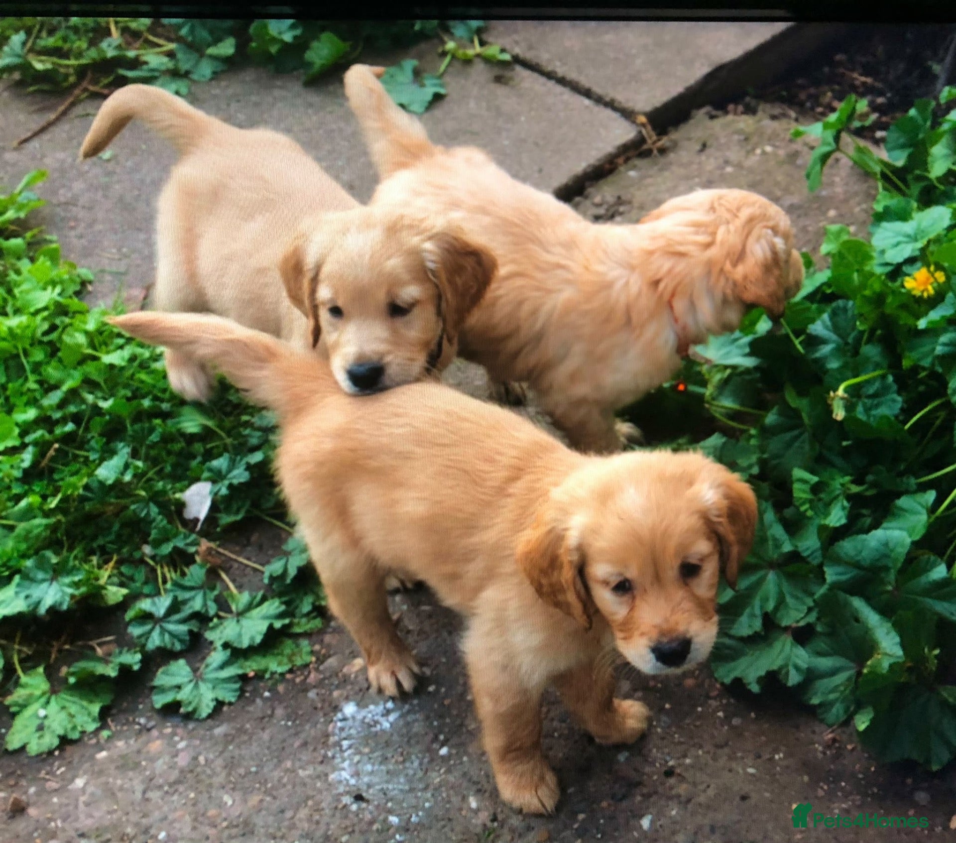 Golden Retriever dogs for sale: Red golden retrievers  - Advert 10