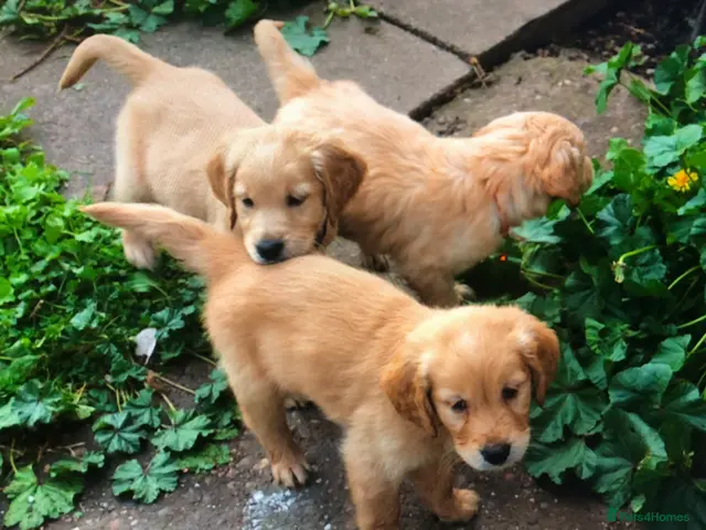 Golden Retriever dogs for sale: Red golden retrievers - Advert 10