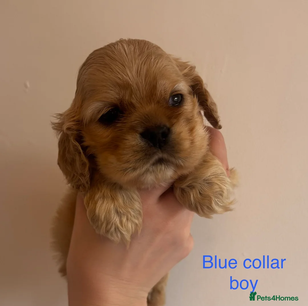 American Cocker Spaniel dogs for sale: 🐾KC, Health tested American cocker spaniels🐾 - Advert 13