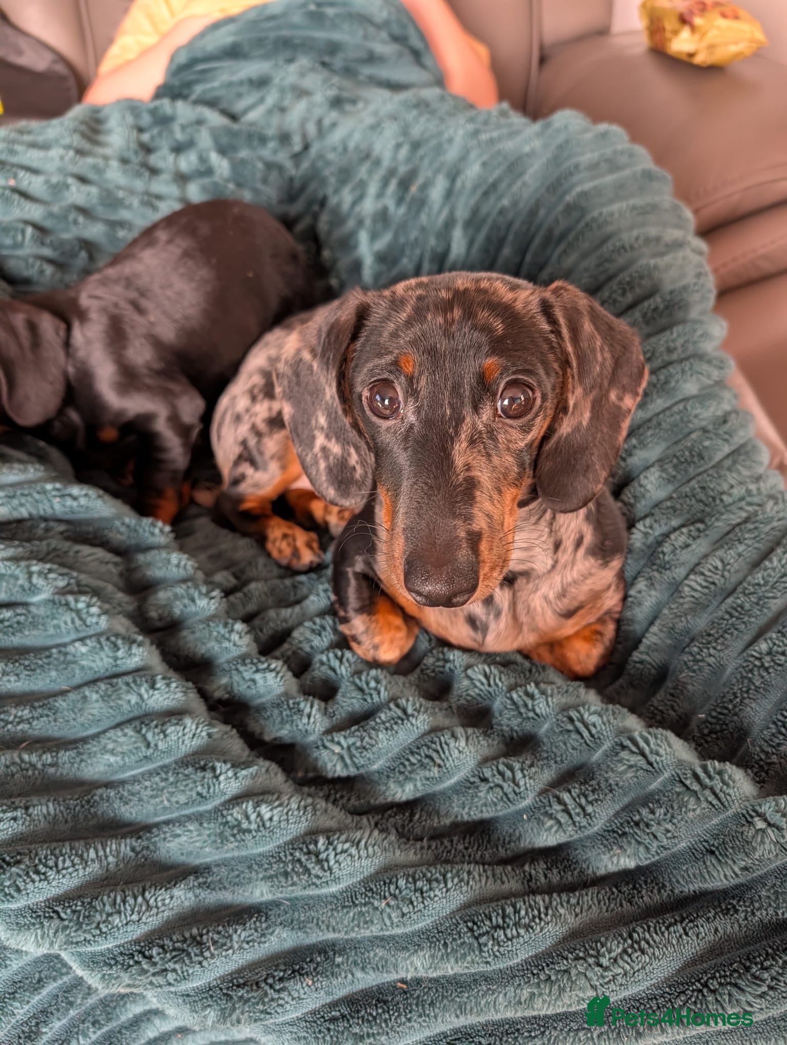 Miniature Dachshund dogs 3 Silver Dapple Mini Dachshund Pups for sale - Advert 1