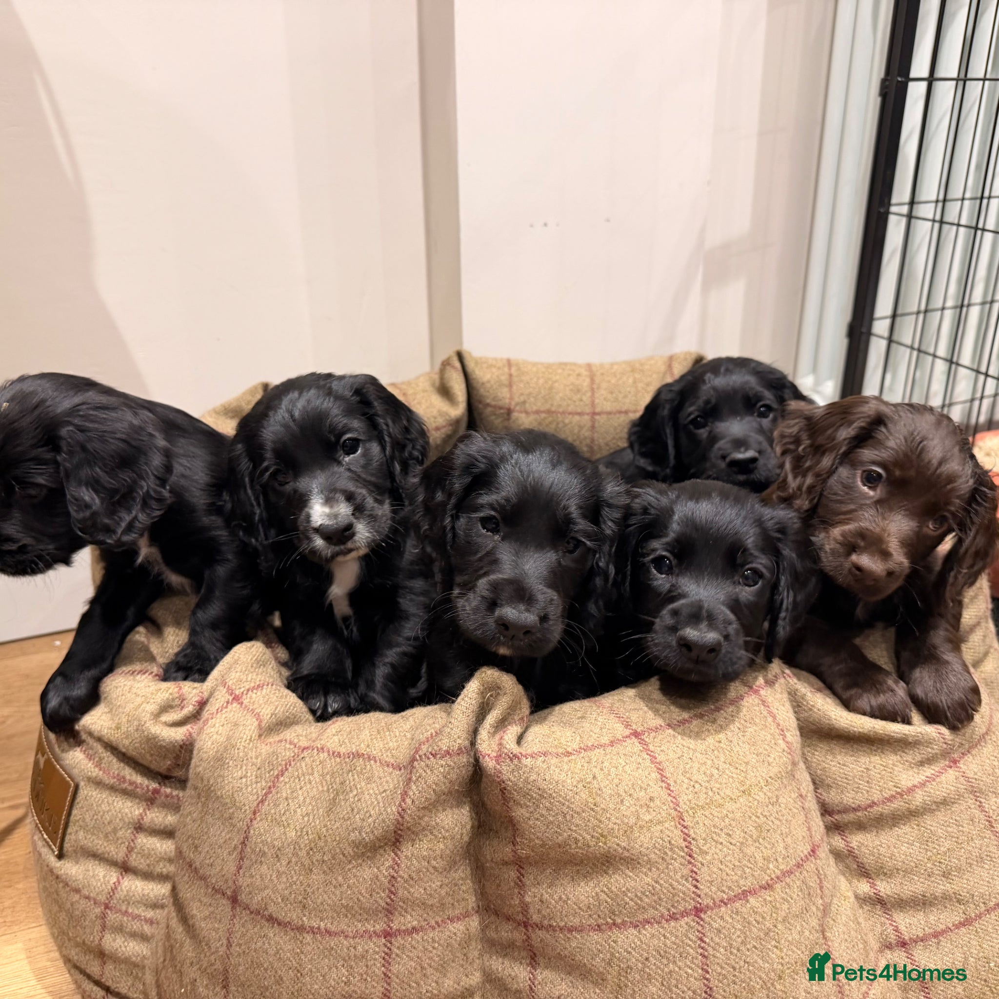 Cocker Spaniel dogs 2 BOYS - KC Working Cocker Spaniel Puppies - Advert 17