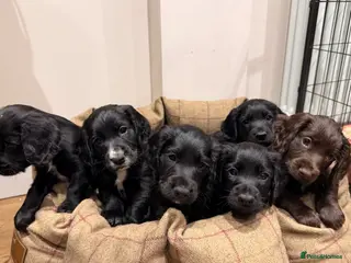 Cocker Spaniel dogs 2 BOYS - KC Working Cocker Spaniel Puppies - Advert 17