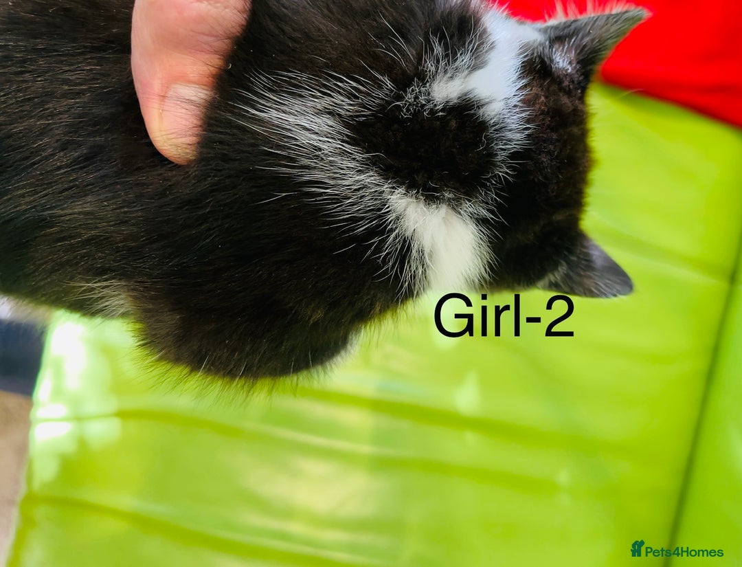 Mixed Breed cats for sale: Beautiful ,clever ,healthy village Kittens - Image 10
