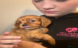 Cavalier King Charles Spaniel dogs for sale: cavalier king charles spaniels 1 little girl left - Image 11