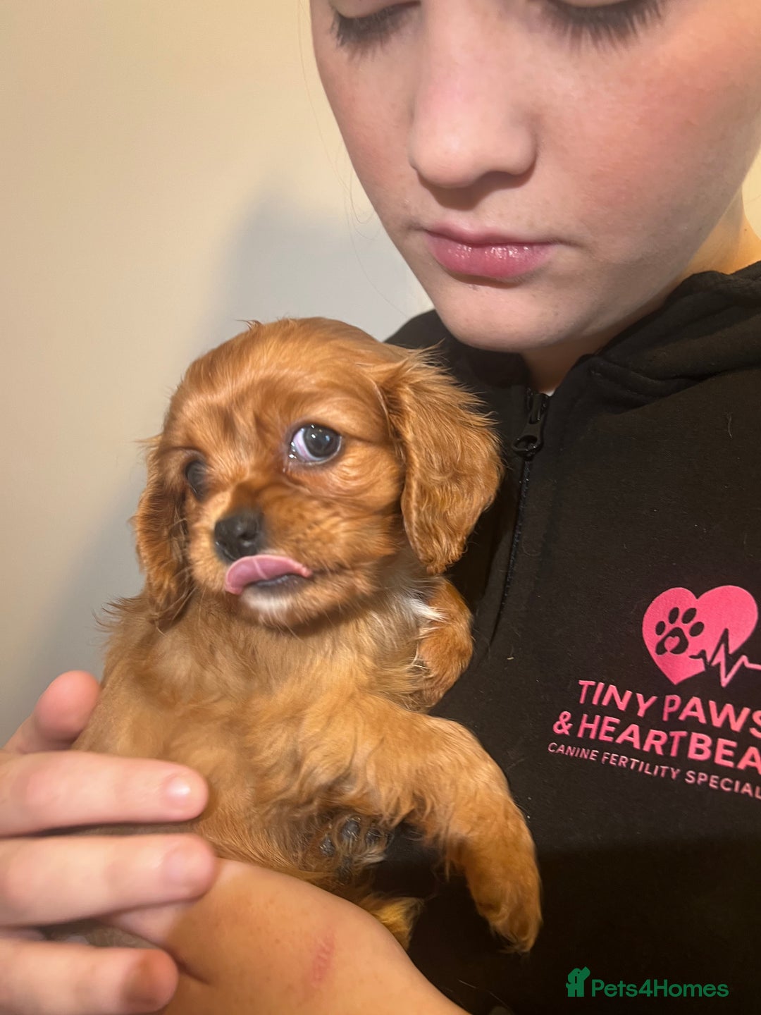 Cavalier King Charles Spaniel dogs for sale: cavalier king charles spaniels 1 little girl left - Image 11