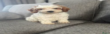 Cockapoo 2