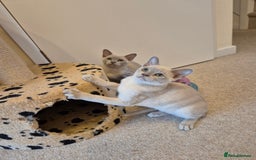 Burmese cats for sale: Beautiful Pedigree Burmese Kittens - Image 2