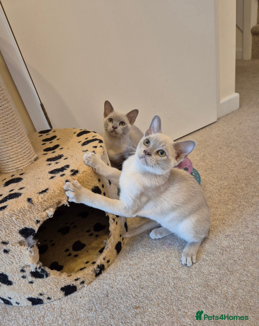 Burmese cats for sale: Beautiful Pedigree Burmese Kittens - Image 2