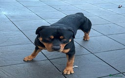 Rottweiler dogs for sale: Rottweiler Male Free - Image 2
