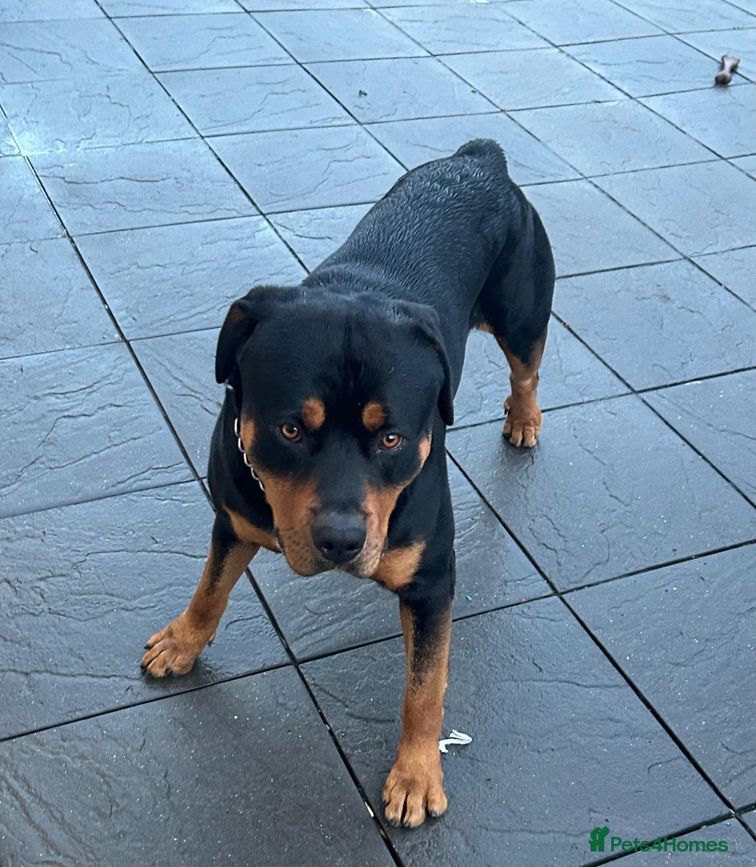 Rottweiler dogs for sale: Rottweiler Male Free - Image 2