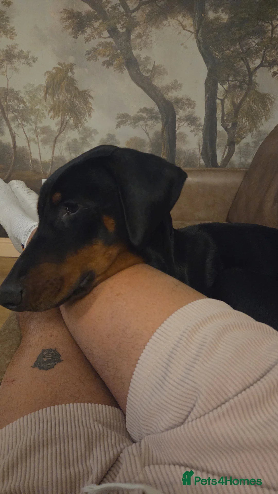 Dobermann dogs for sale: 7 month old Dobermann in Leek - Advert 3