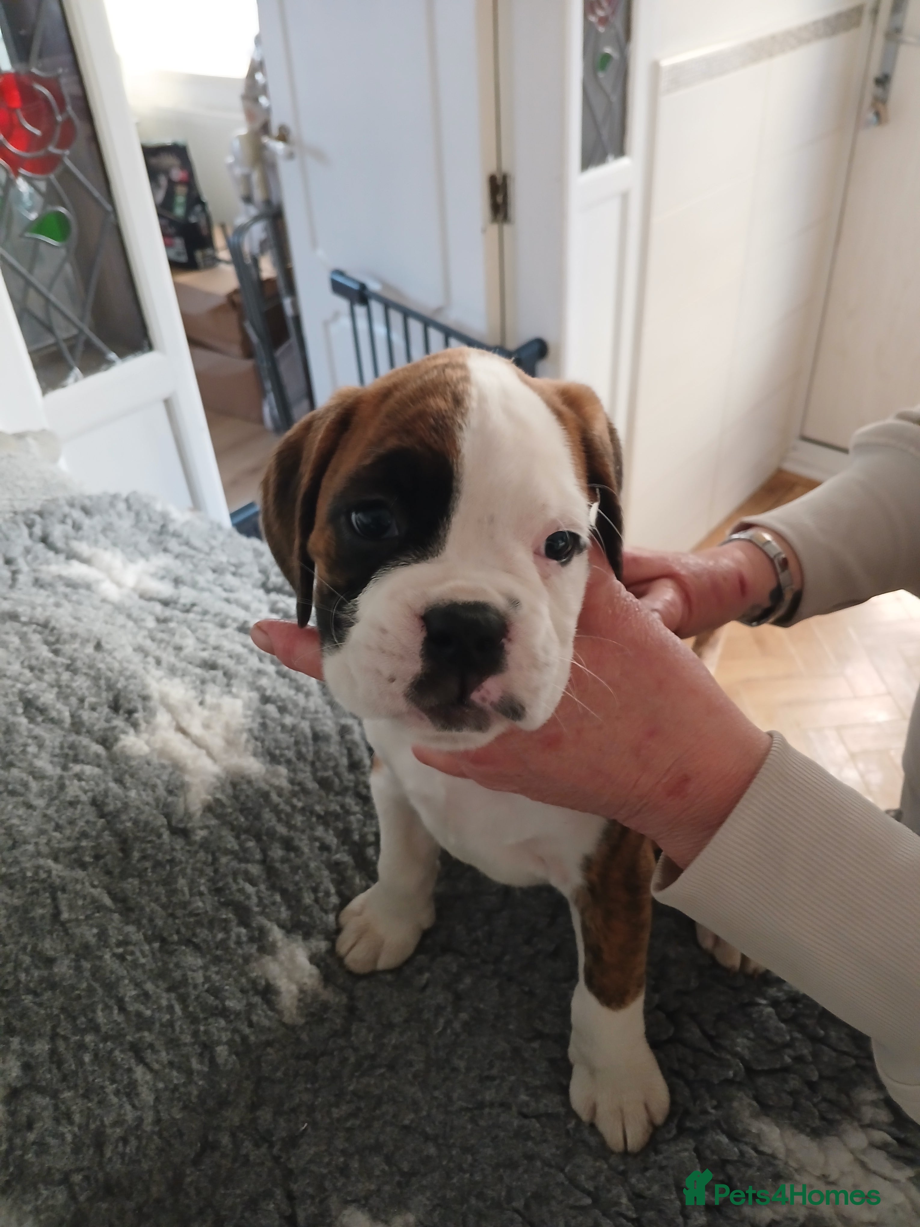 Boxer dogs champion sired boxer pups  - Advert 2