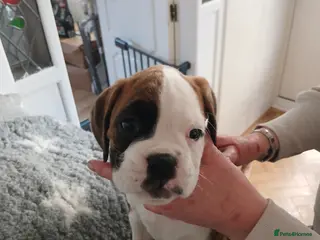 Boxer dogs champion sired boxer pups - Advert 2