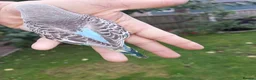 Budgerigars birds for sale: Hand reared super tame  budgie  - Advert 5