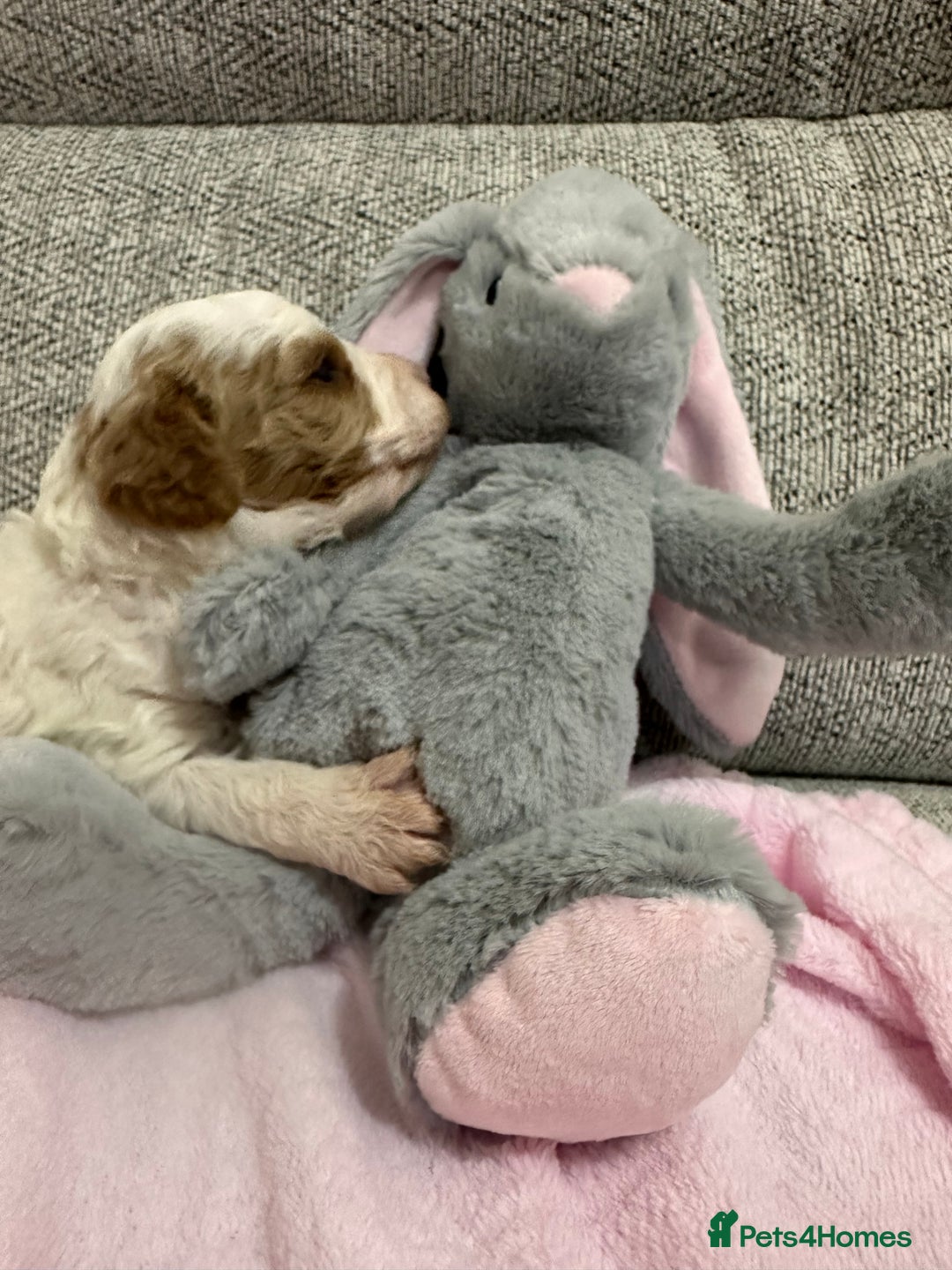 Cavapoo dogs for sale: Stunning F1b Cavapoos - Advert 13