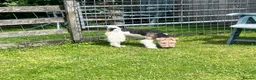 Fox Terrier dogs for sale: KC Registered Wire Fox Terrier 9 months old - Advert 5