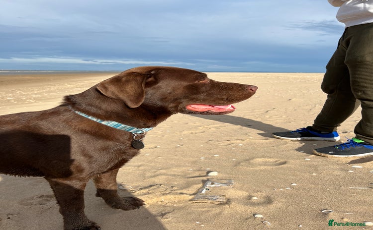 Labrador Retriever dogs in Flint - Advert 15