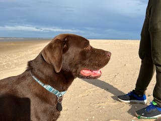 Labrador Retriever dogs Beautiful Chocolate Lab for stud in Flint - Advert 15