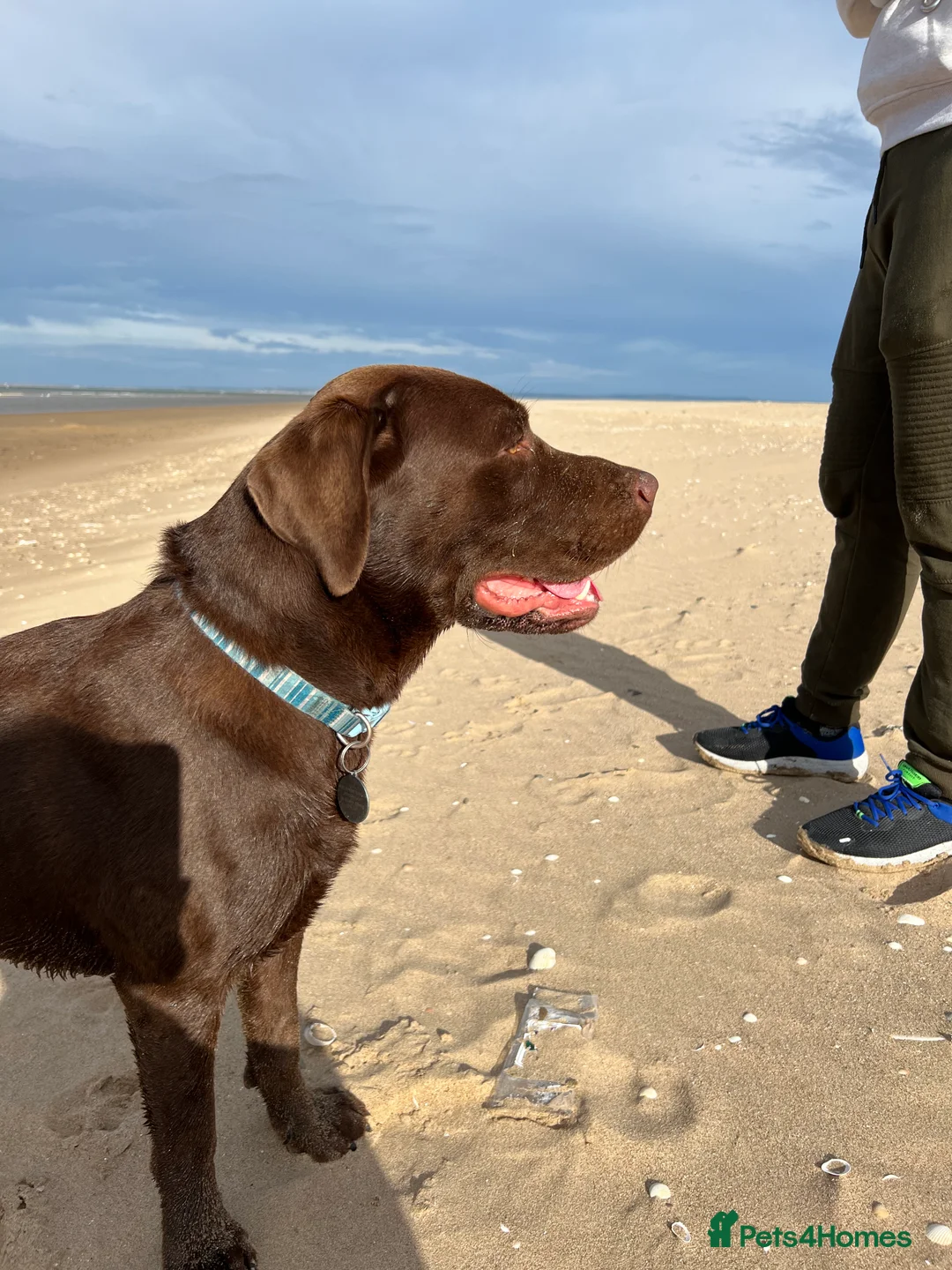Labrador Retriever dogs for stud: Beautiful Chocolate Lab for stud in Flint - Advert 1