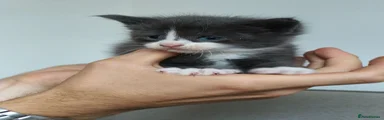 Half coon 4