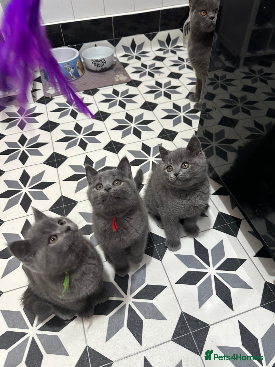 British Shorthair cats for sale: British short hair kittens - Advert 8
