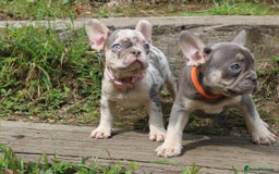 French Bulldog dogs for sale: Stunning blue & lilac merle READY for new homes 🏡 - Image 9