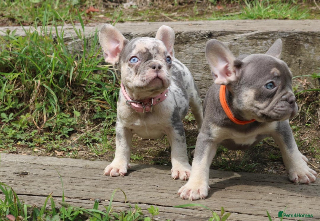 French Bulldog dogs for sale: Stunning blue & lilac merle READY for new homes 🏡 - Image 9
