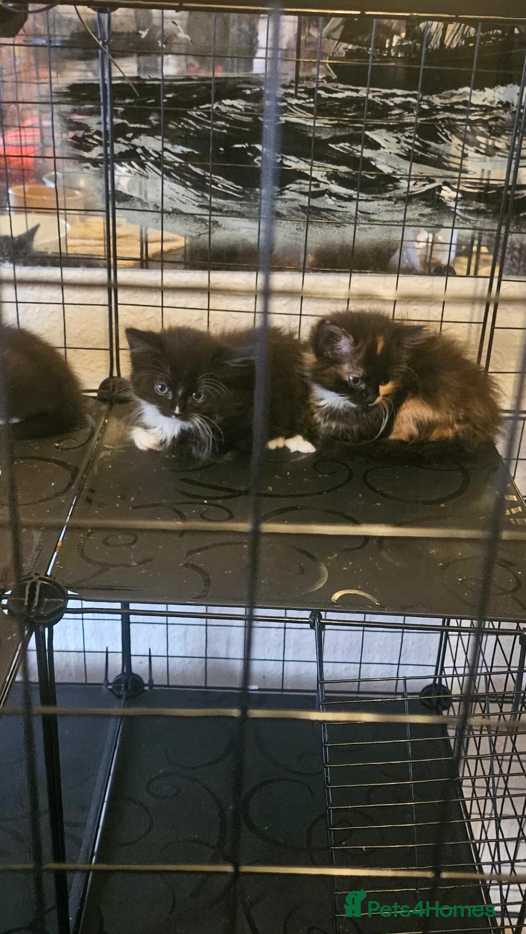 British Shorthair cats for sale: British short-hair mix kittens available for sale! - Advert 2