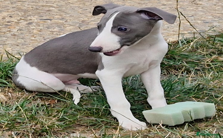 Whippet dogs - Advert 9
