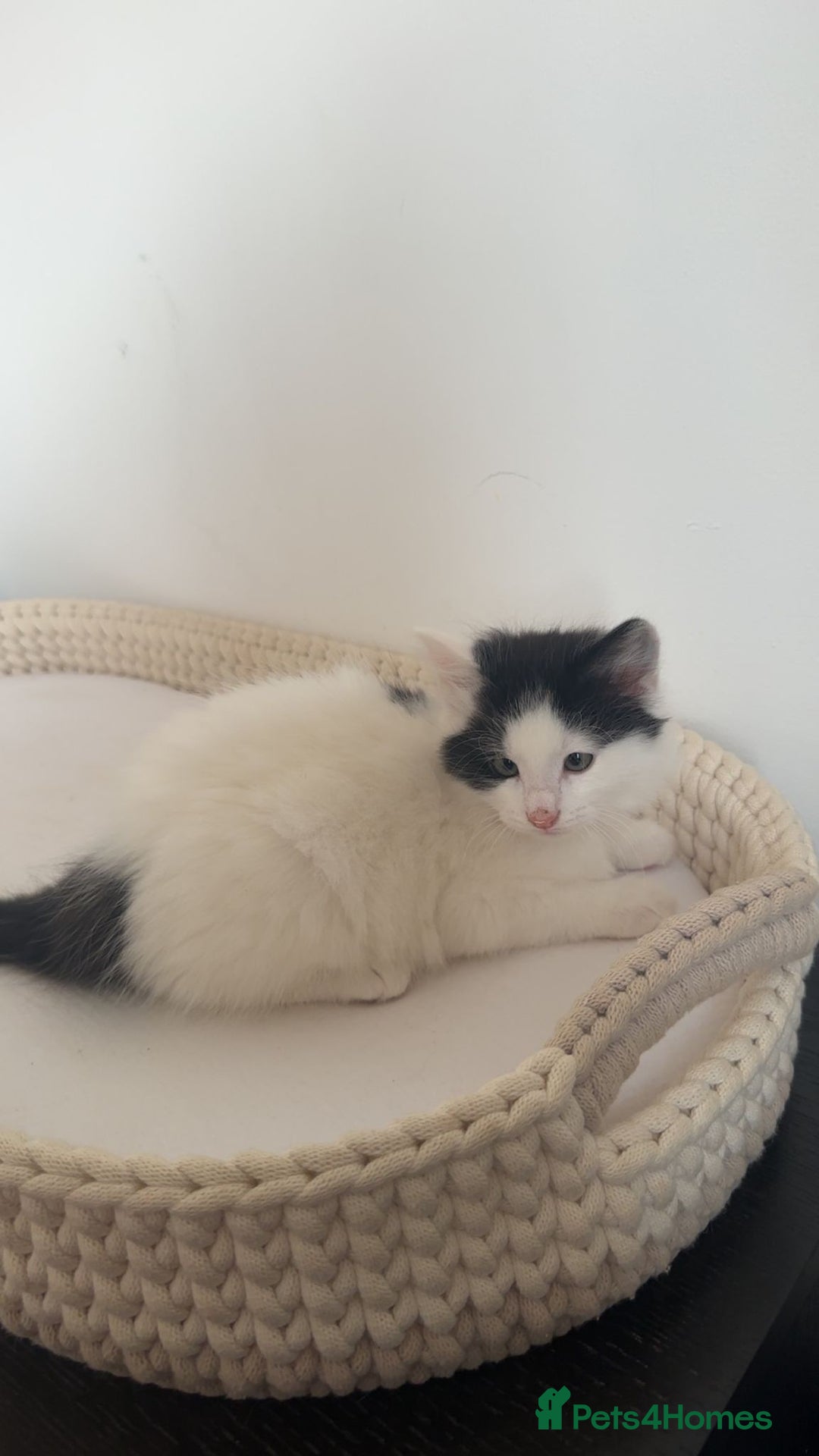 Mixed Breed cats for sale: Part Maine Coon black and white fluffy male cat - Advert 20