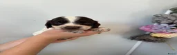 Cocker Spaniel dogs for sale: Beautiful Cocker spaniel puppies for sale - Advert 12