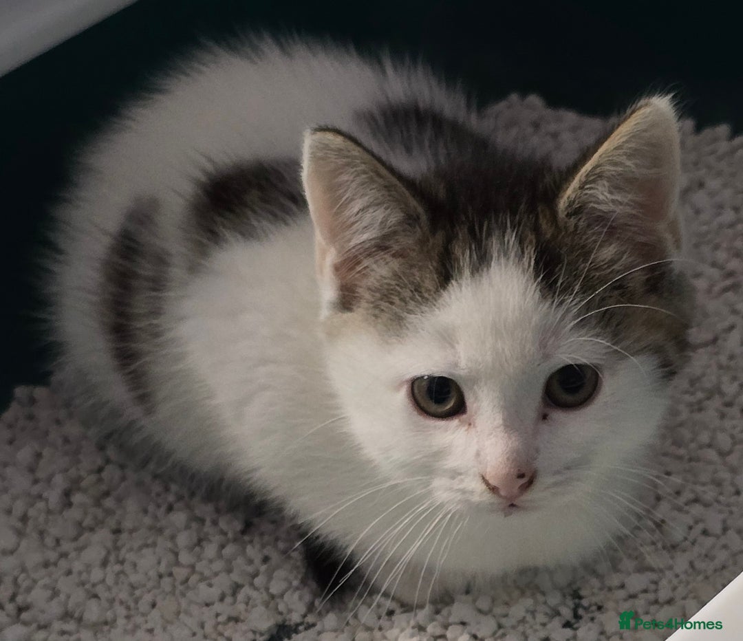 Mixed Breed cats for sale: Gorgeous Kittens ready now!!! - Advert 3