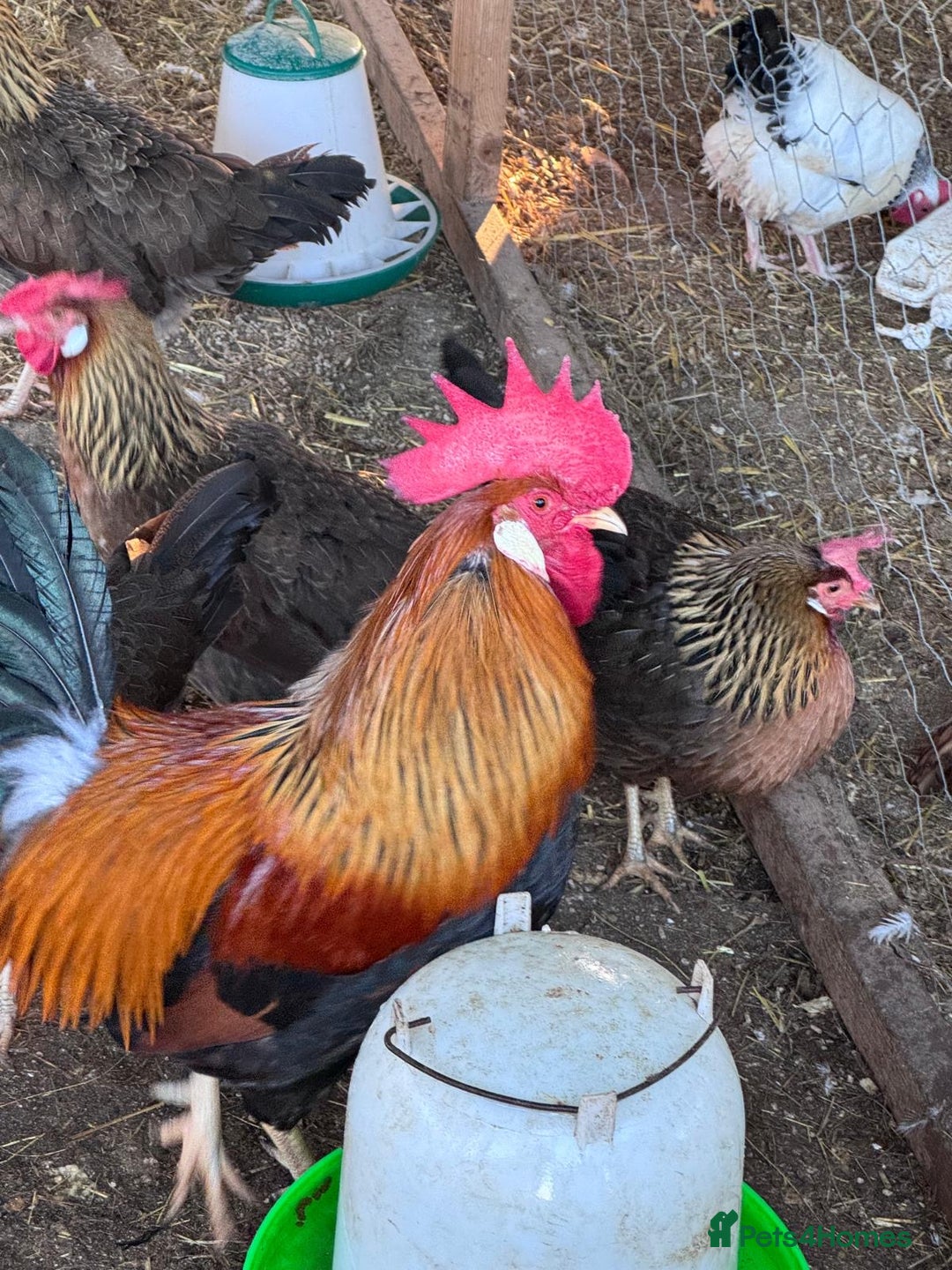 Chickens poultry for sale: Trio of brown leghorns  - Image 5