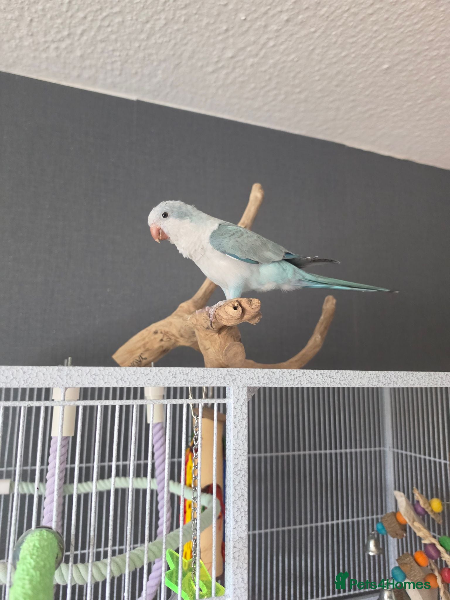 Parrots birds Aqua blue baby quaker  - Advert 11