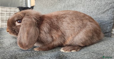 Mini Lop rabbits - Advert 1