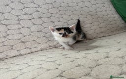 Mixed Breed cats for sale: 7 little kittens - Image 24