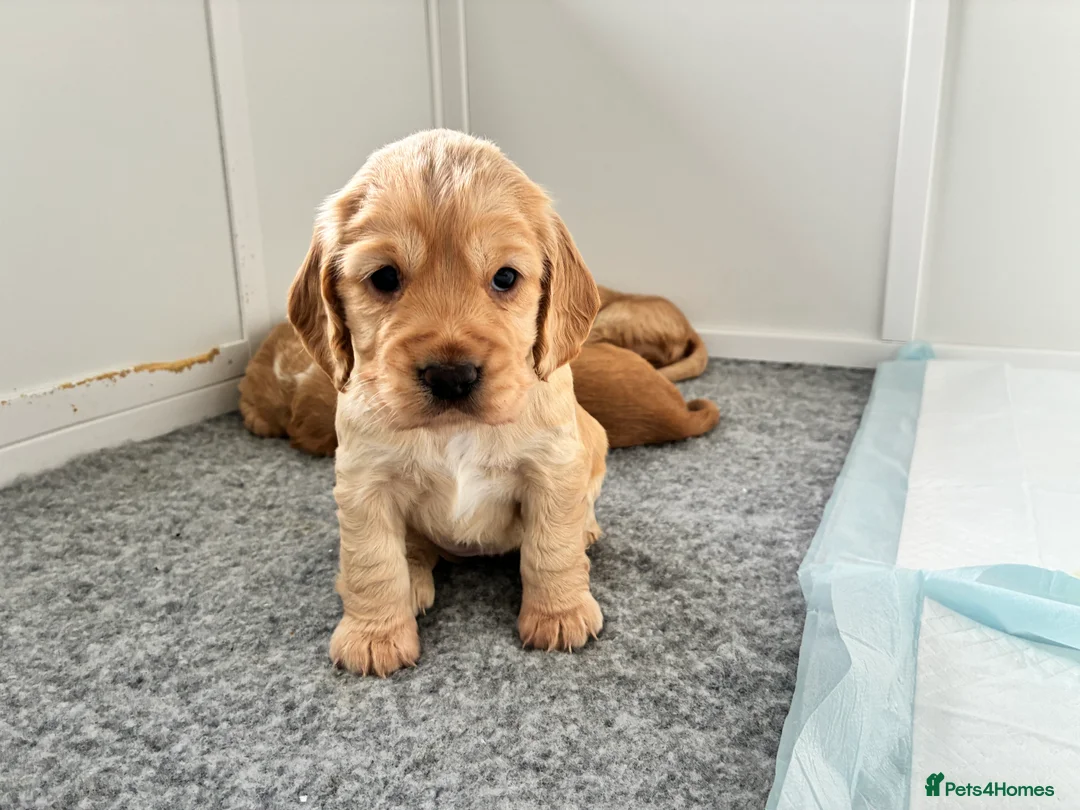 Cocker Spaniel dogs for sale: KC Registered and Vet checked Pups - Advert 5