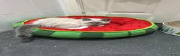 Ragdoll cats for sale: Ragdoll kittens2boy 1 girl £325 - Advert 15