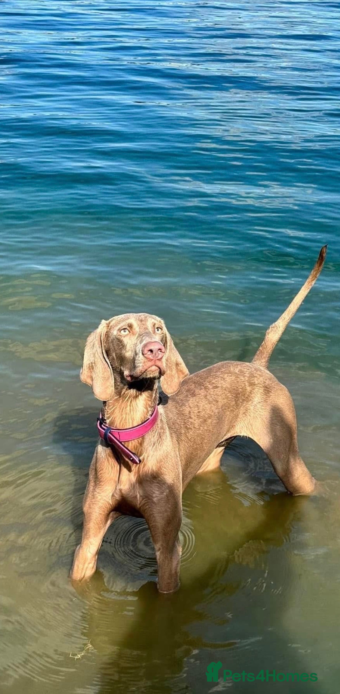 Weimaraner dogs ✨KC Registered Weimaraner Puppies✨ - Advert 4