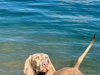 Weimaraner dogs ✨KC Registered Weimaraner Puppies✨ - Advert 6